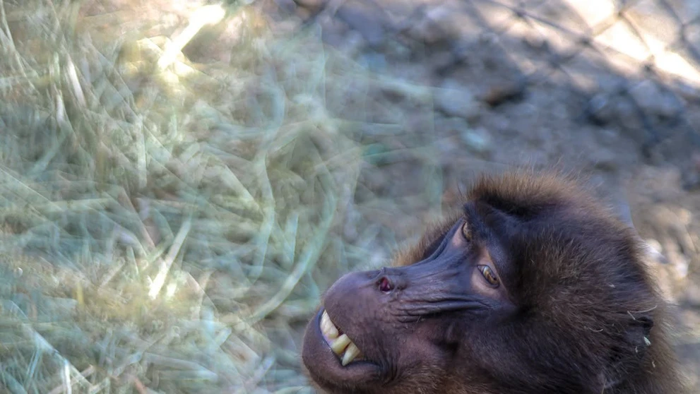 Bratislavská zoo privítala vzácnych paviánov dželada.