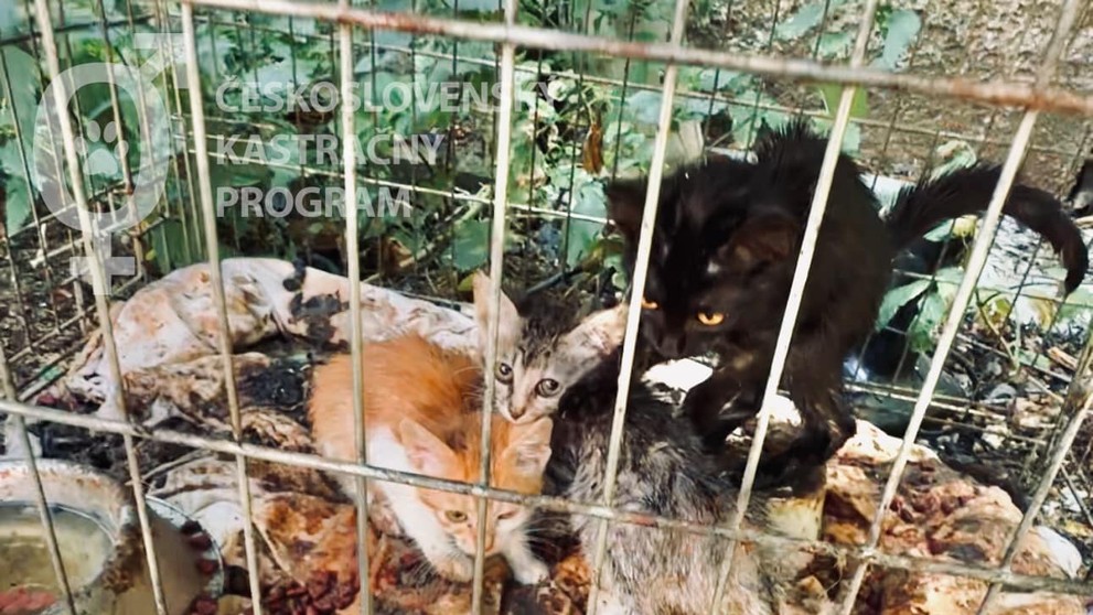 Zvieratá žili v otrasných podmienkach