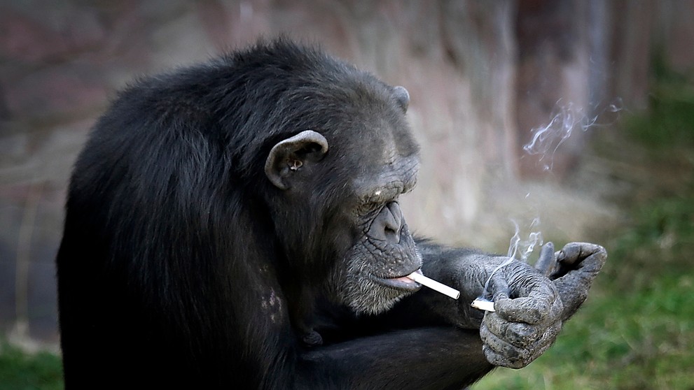 Vie si aj sama pripáliť.