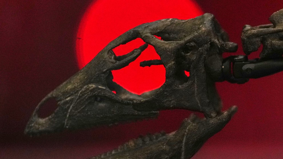 Nový druh dinosaura