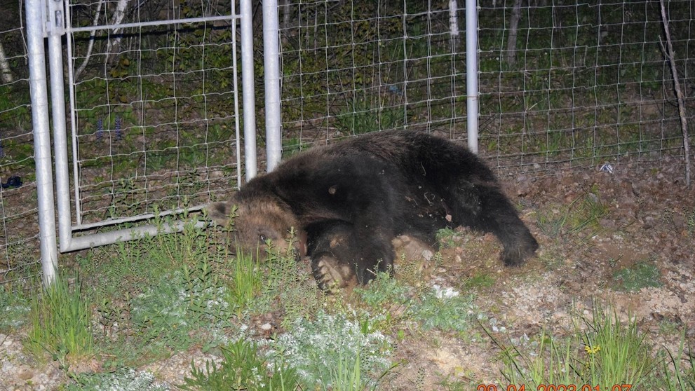 Zrazený medveď pri Košiciach.