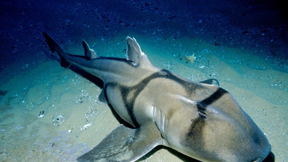 Rôznozubec portjacksonský (Heterodontus portusjacksoni)