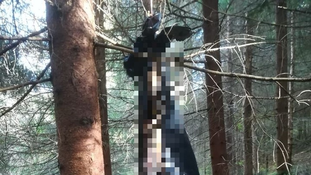 Šéfkuchár, ktorý v rúre spáli papriky? Môžete sa od neho učiť!