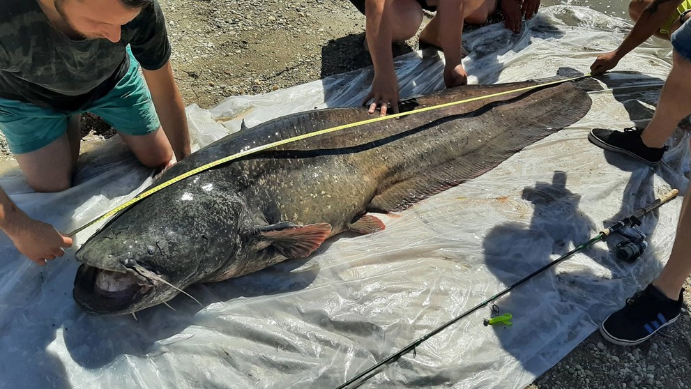 Kapitálny sumec z Dunaja.