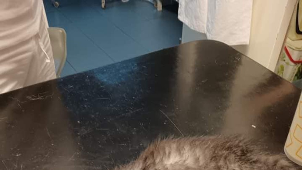 Mačiatko sa uvarilo pod kapotou auta.