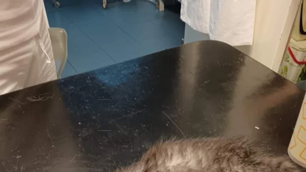 Mačiatko sa uvarilo pod kapotou auta.