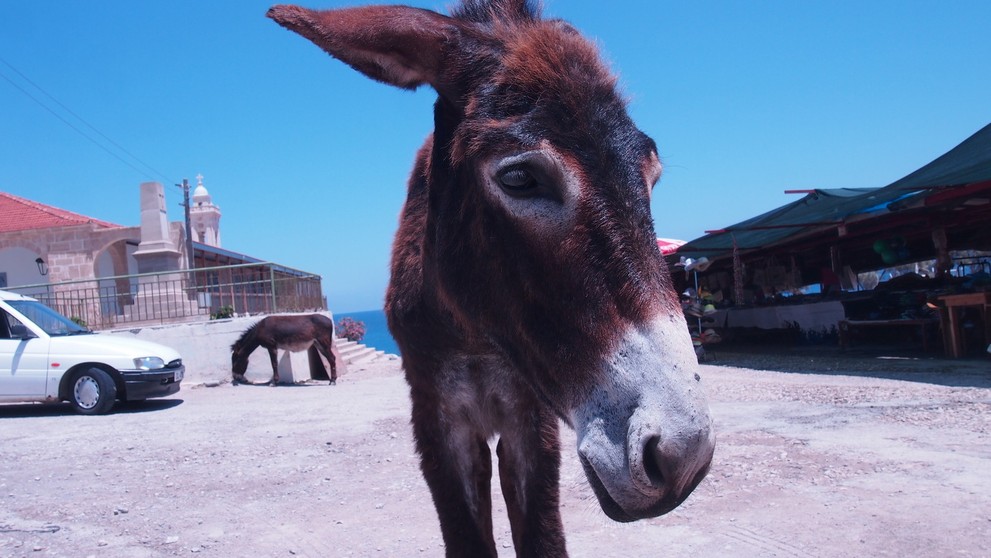 Aj na Cypre sú somárikovia. 