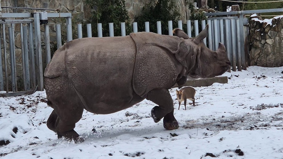 Muntiak vyzval na súboj nosorožca.