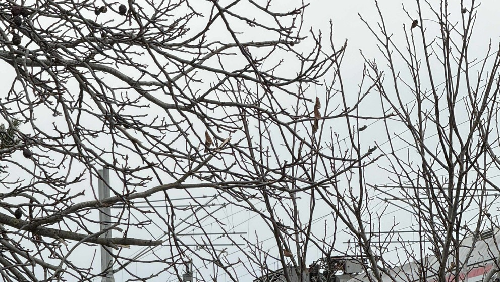 Deň po zrážke vlakov pri Pezinku