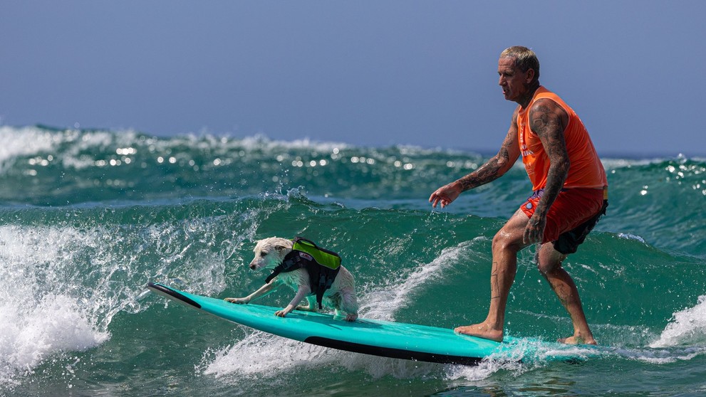Surferské psie preteky.