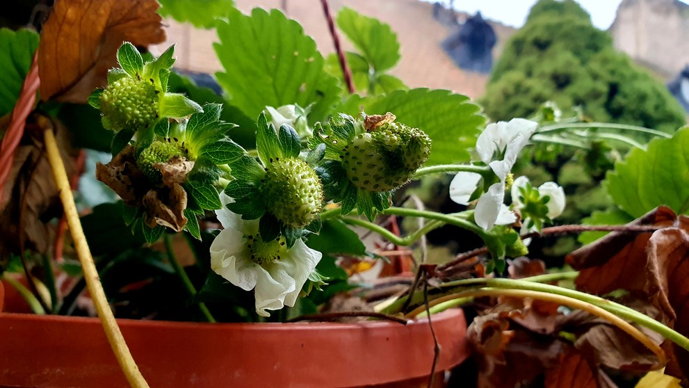 Jahody mu kvitnú v polovici decembra