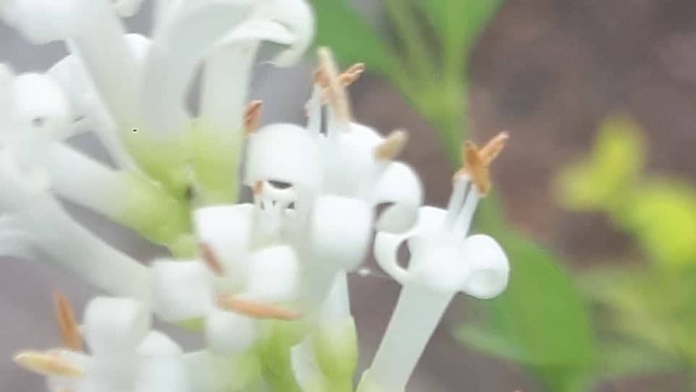 Kvetárik dvojtvarý ulovil včelu.