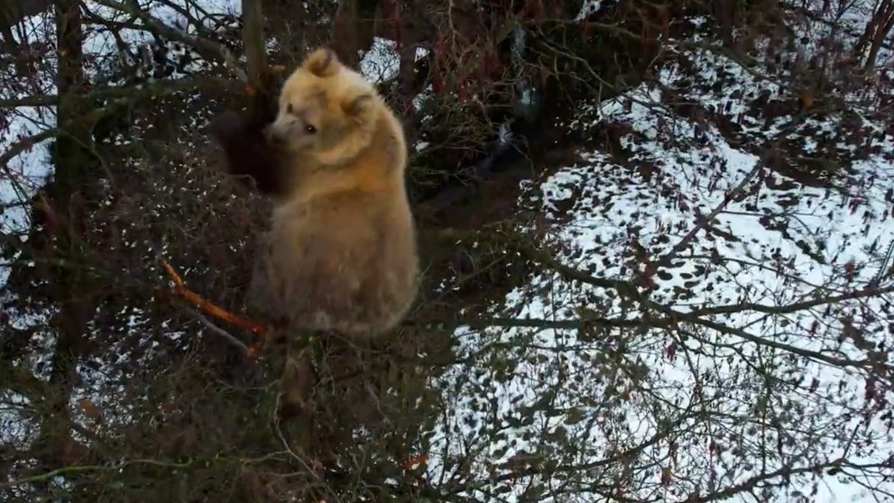 Medvieďa uviazlo na strome.