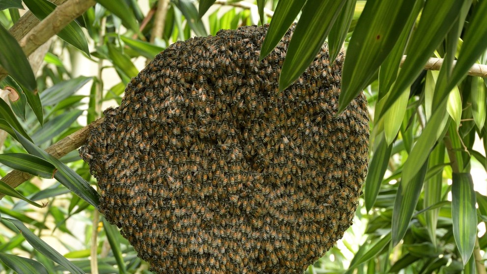 Včela kvetná (lat. Apis Florea)