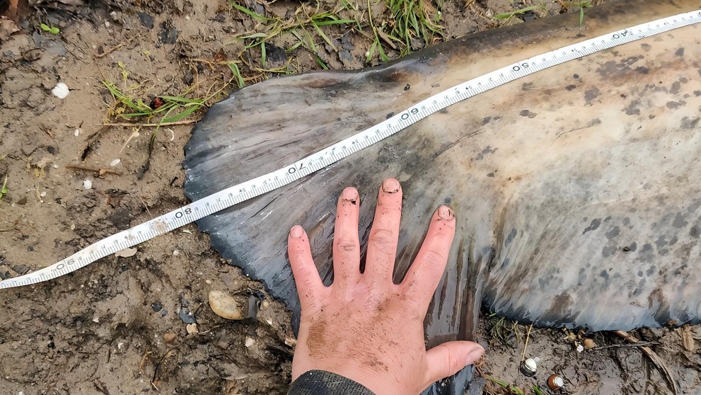 Francúz chytil rekordného sumca.