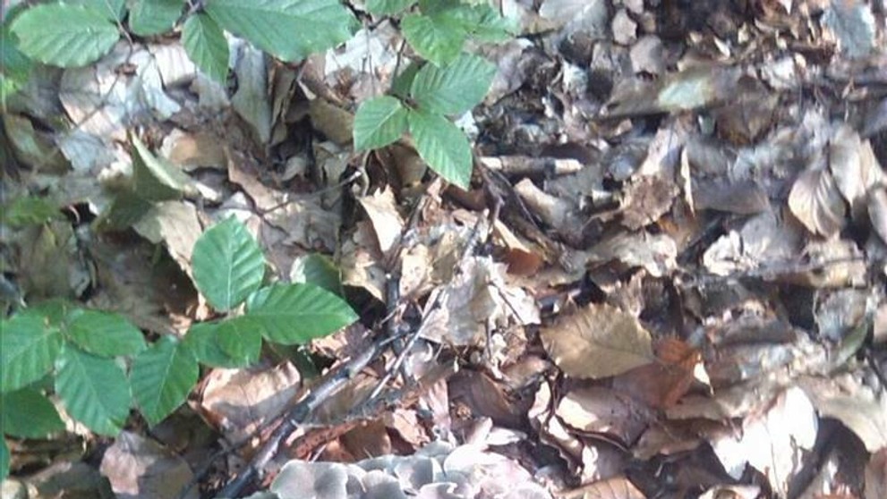 Hubárska sezóna v bardejovskom okrese.