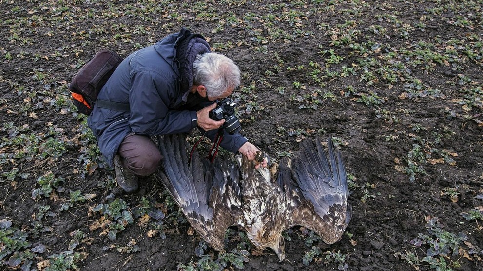 Uhynutý dravec pri Holíči.