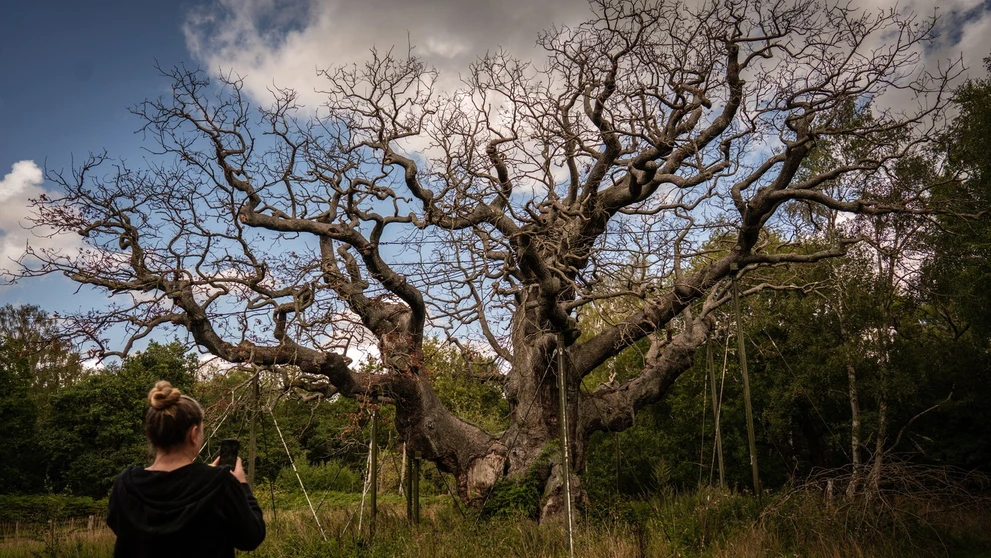 Major oak na snímke z roku 2025.