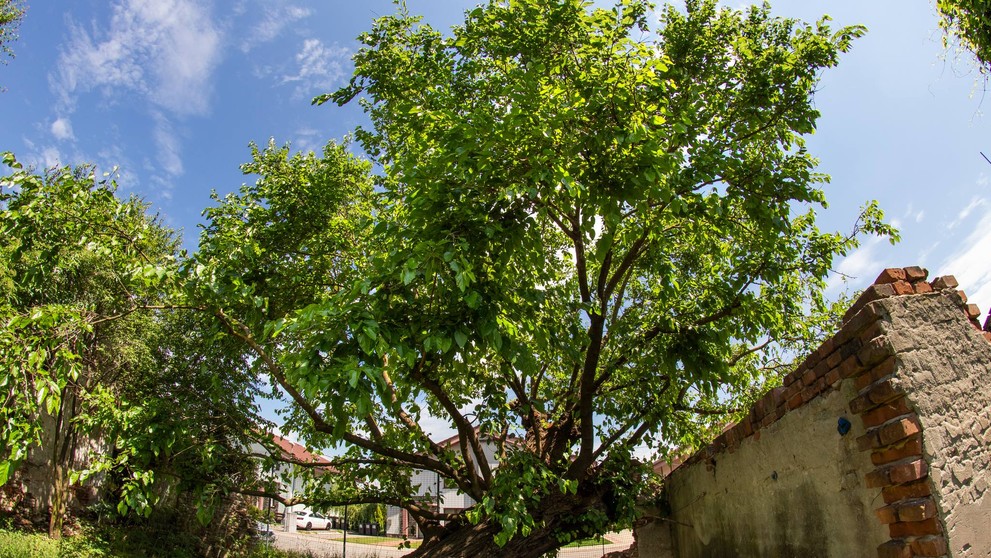 2. Moruša biela (Morus alba)