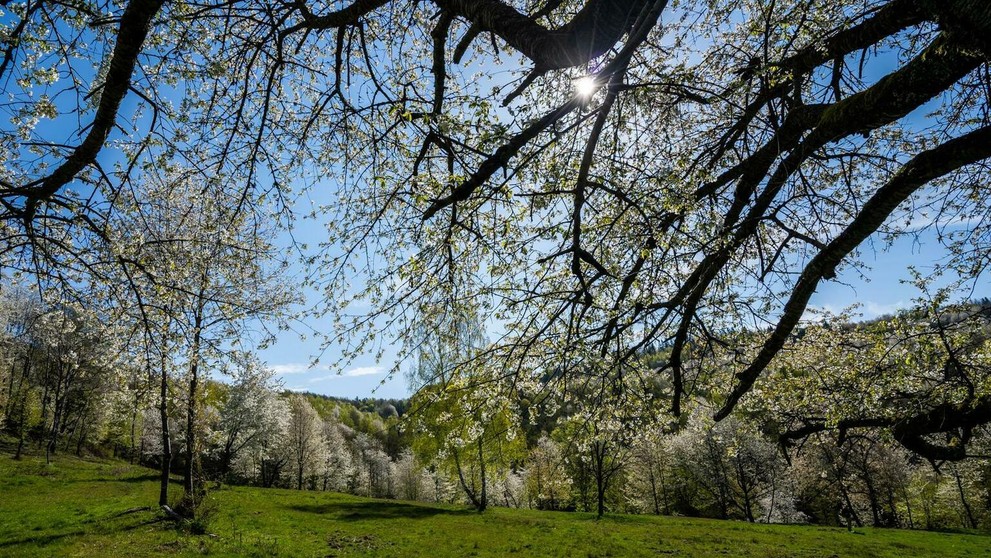 Brdárka na Gemeri opäť zakvitla tisíckami čerešní 
