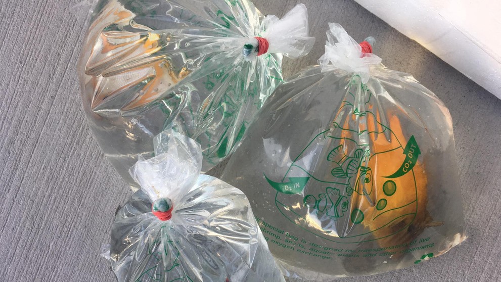 Zásielky s bizarným obsahom.