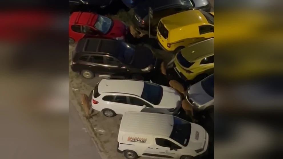 Stádo jeleňov medzi autami.