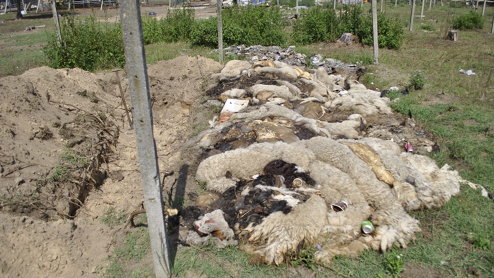 Cintorín uhynutého dobytka.