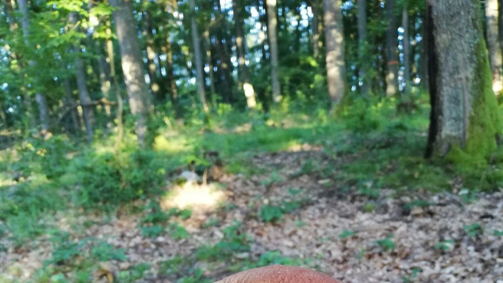 Príroda dokáže neuveriteľné veci, tento dubák rastúci dole hlavou je jasným dôkazom.