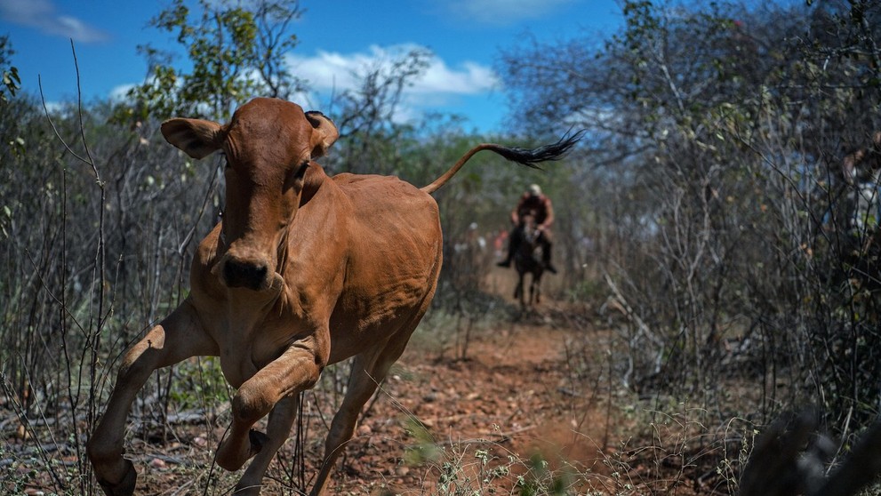 Mladý býk prenasledovaný „vaqueirom“ (kovbojom) počas turnaja v meste Cabrobo v brazílskom štáte Pernambuco.