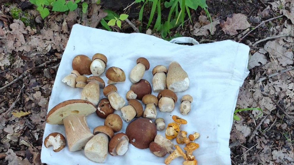 Stano Hanus už tiež nachádza dubáky v oblasti Prievidze.