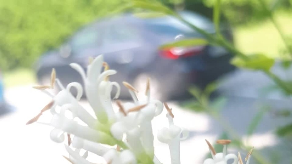 Kvetárik dvojtvarý ulovil včelu.