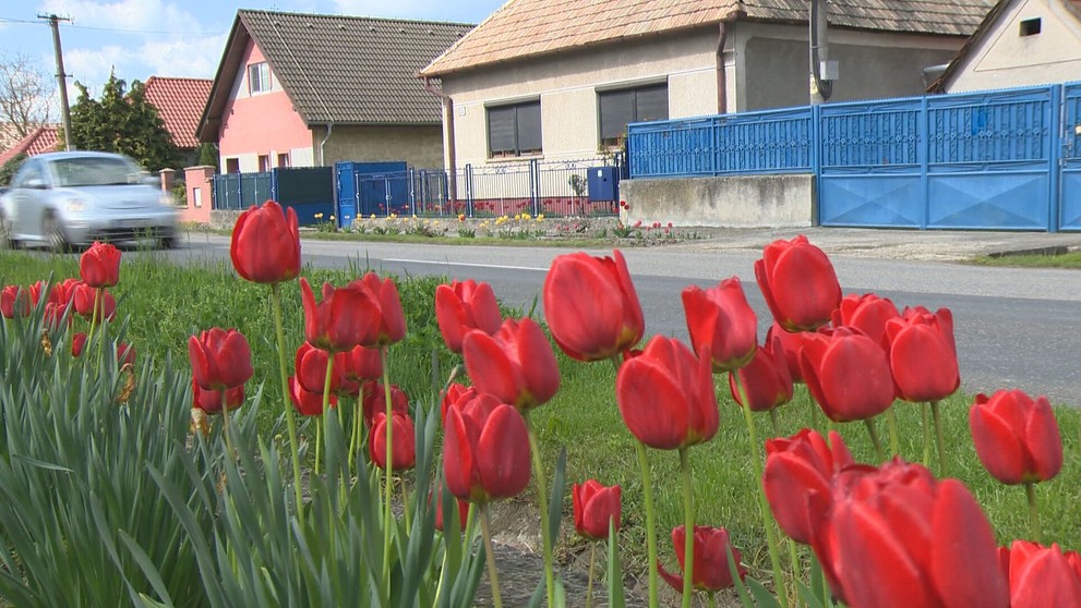 Tulipány v dedine Podlužany.