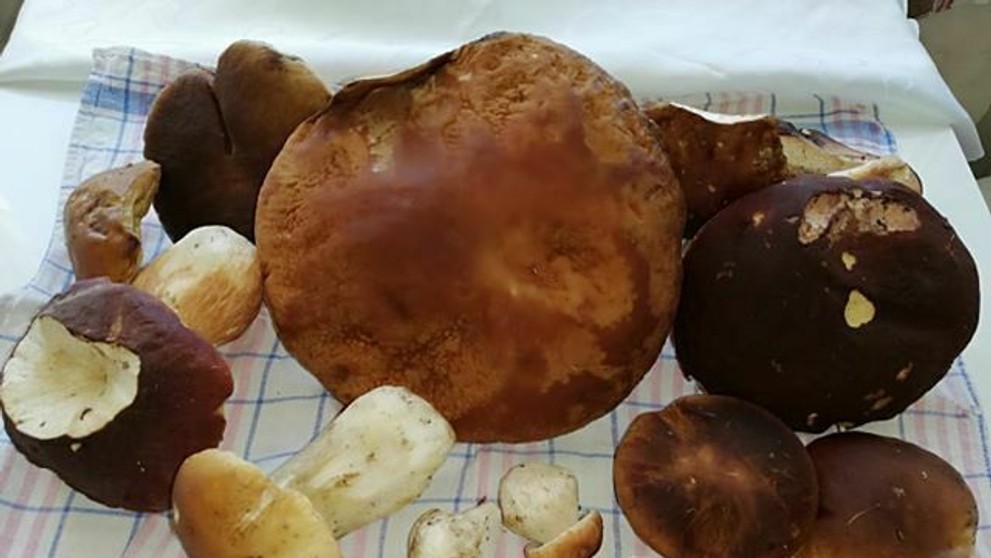 Spoznávate tieto markizáčky? 