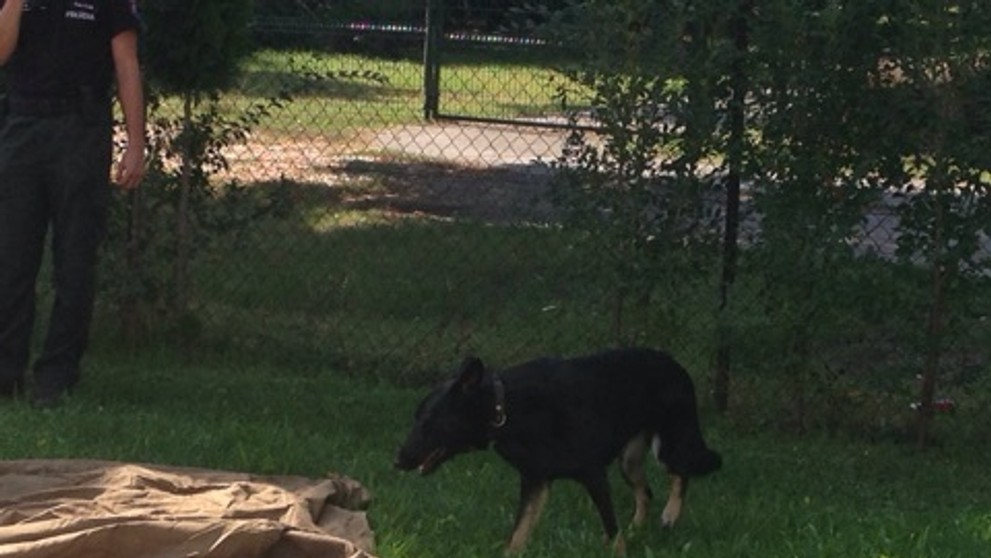 Pes na vyhľadávanie drog