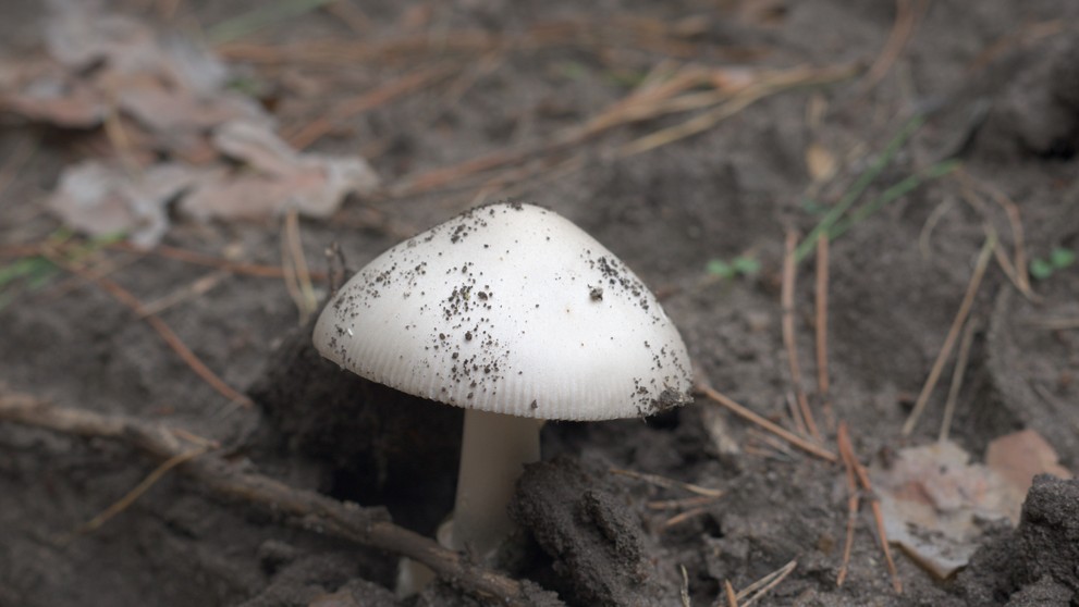 Muchotrávka snežná.