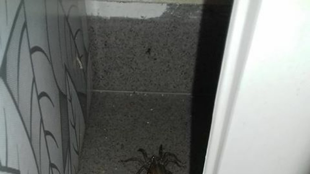 Samica strehúňa južného - Hogna radiata.