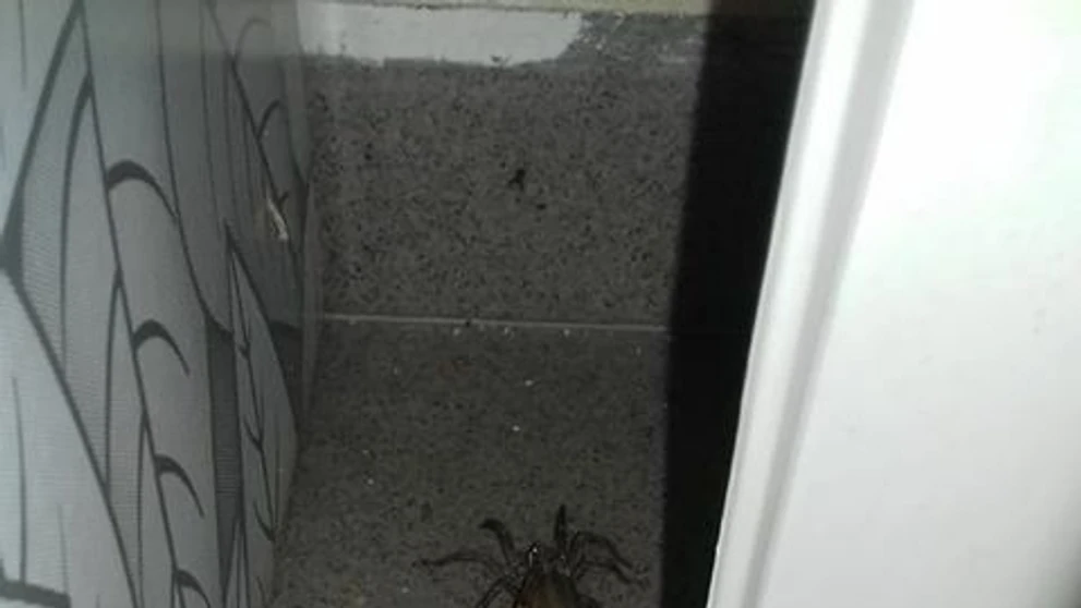 Samica strehúňa južného - Hogna radiata.