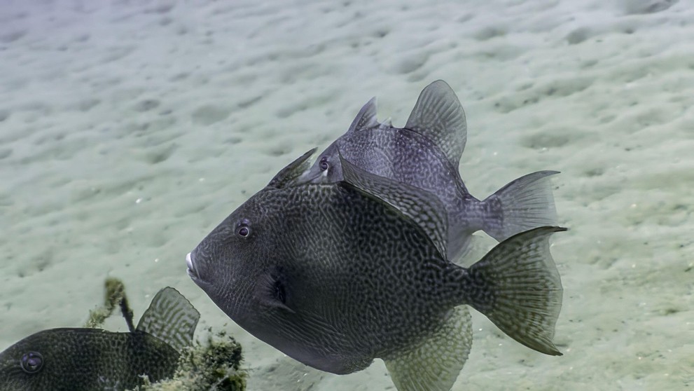ostňovec sivý (Balistes capriscus)