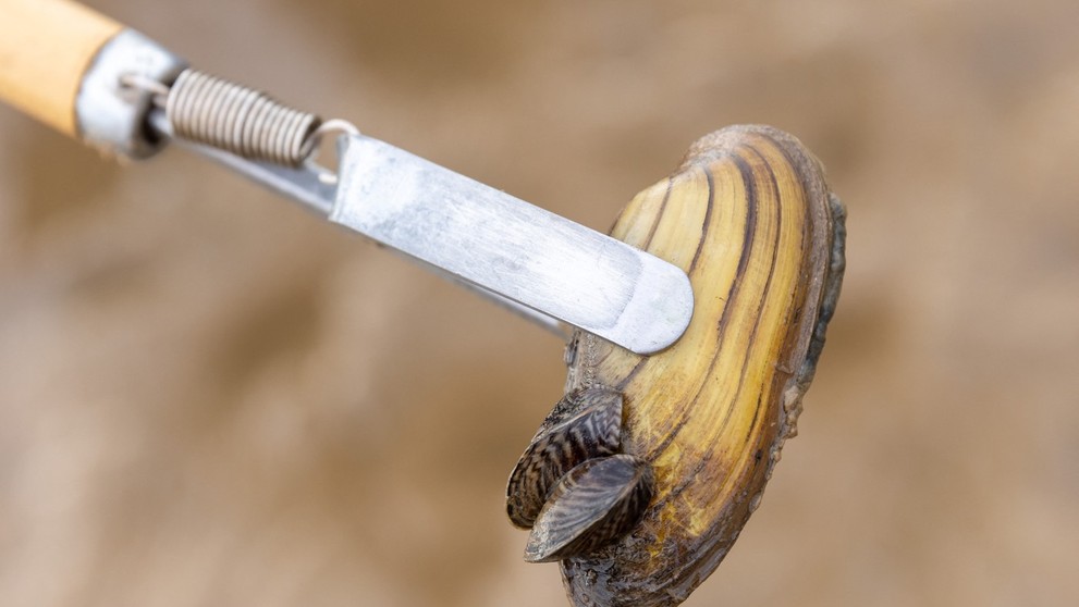 kopýtko hrboľaté - Dreissena bugensis