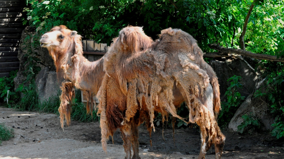 Osviežovanie zvierat
