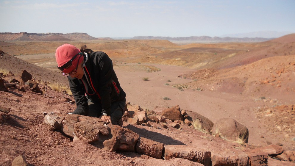 Na sníme z roku 2014 profesorka Claudia Marsicanová z univerzity v Buenos Aires skúma novú fosíliu tetrapoda  pri rieke Ugab v Namíbii.