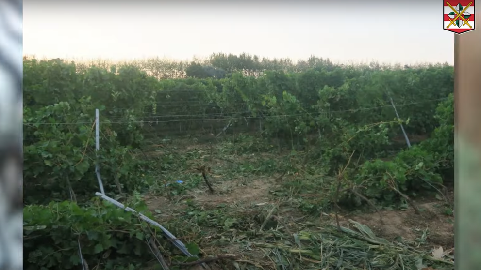 Policajná naháňačka sa skončila vo vinohrade.