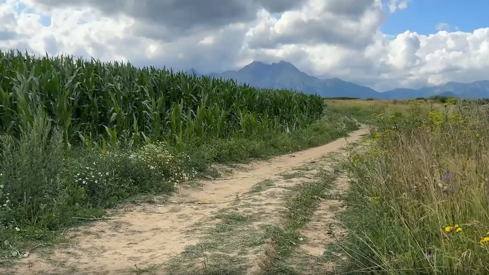 Trojročný chlapec sa stratil v kukuričnom poli.