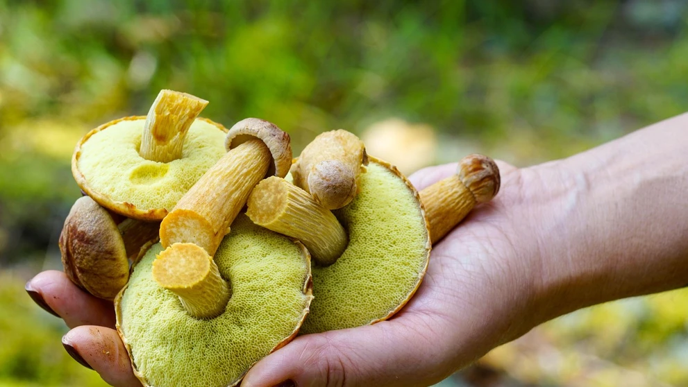 Americký zlatohríb (lat, Aureoboletus projectellus)