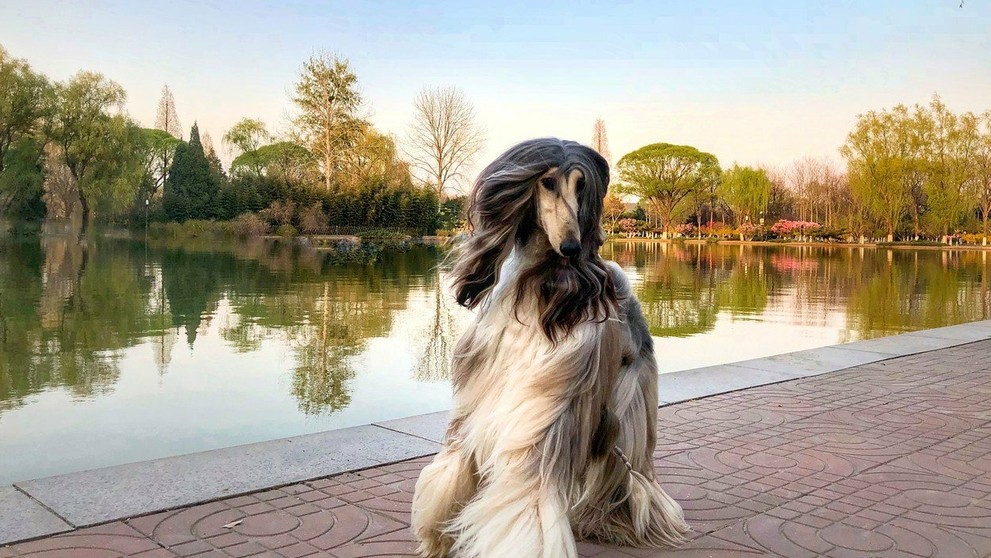 Na prechádzkach sa za nimi všetci obzerajú. 