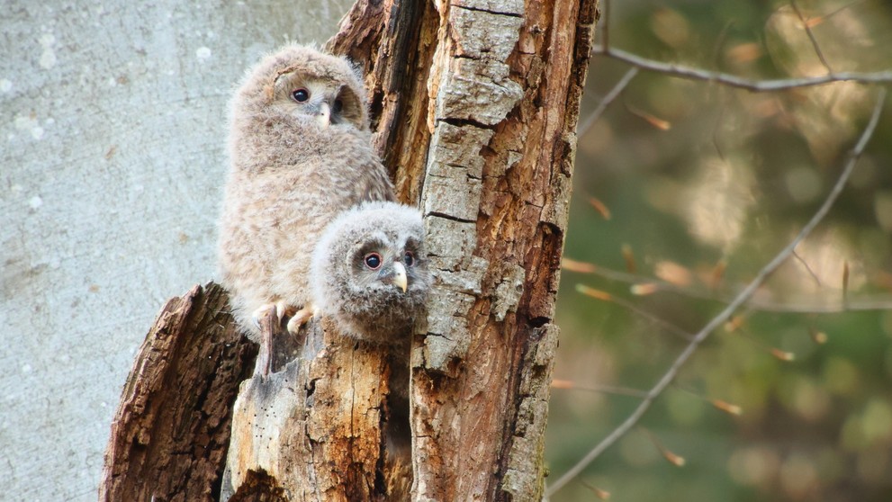 Mláďatá sovy dlhochvostej