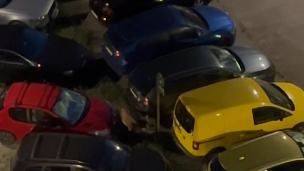 Stádo jeleňov medzi autami.