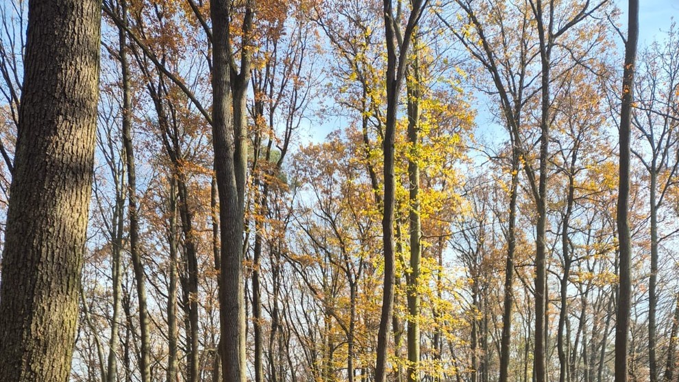 Pátranie po nezvestnom Dávidovi Šeligovi.