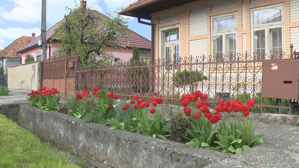 Tulipány v dedine Podlužany.