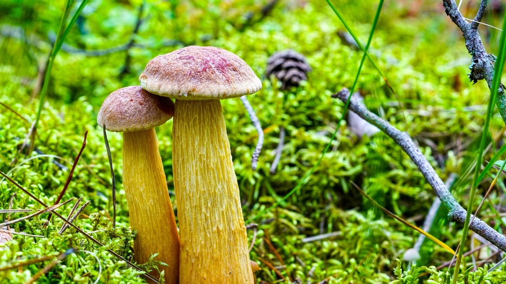 Americký zlatohríb (lat, Aureoboletus projectellus)